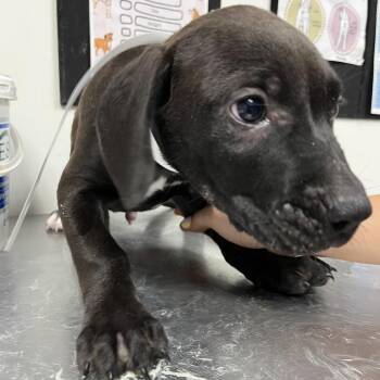 Marvin -  English Bulldog and Mixed Breed Dog for Adoption in Parrish, Alabama - Marvin | PetCurious