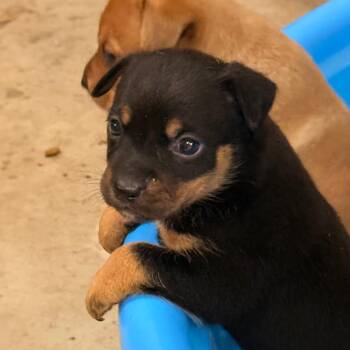Violet -  Miniature Pinscher and Mixed Breed Dog Available for Adoption in Tupelo, Mississippi - Violet | PetCurious