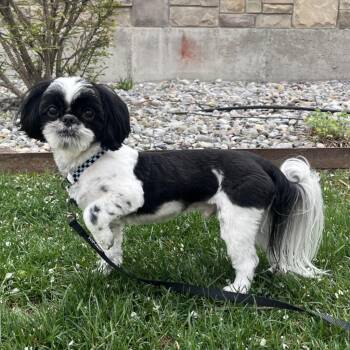 Sunny -  Shih Tzu Dog for Adoption in Logan, Utah - Sunny | PetCurious