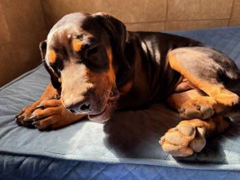 Snoopy -  Rottweiler Dog for Adoption in Gilbert, Arizona - Snoopy | PetCurious