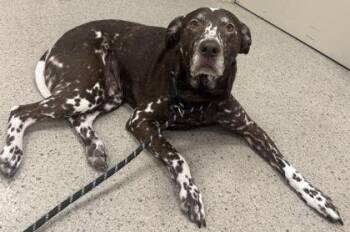 Apollo James -  Dalmatian and Mixed Breed Dog for Adoption in Fishers, Indiana - Apollo James | PetCurious