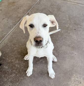 Cummiskey / Grumpy -  Labrador Retriever and Great Pyrenees Dog for Adoption in Broomfield, Colorado - Cummiskey / Grumpy | PetCurious