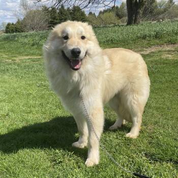 Husky Dogs Available for Adoption in Allegan, Michigan - Wiley | PetCurious
