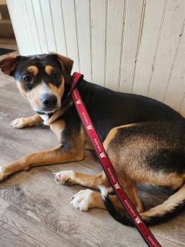 Rescue Beagle Dogs for Adoption in Troy, Alabama - Penny | PetCurious