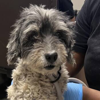 Wayne -  Poodle and Mixed Breed Dog for Adoption in Yuma, Arizona - Wayne | PetCurious