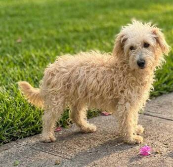 HANNA -  Poodle and Maltese Dog for Adoption in Langley Township, British Columbia - HANNA | PetCurious