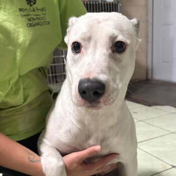 Pit Bull Terrier Dogs Available for Adoption - Mia | PetCurious