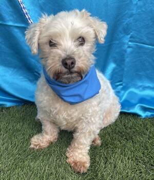 BENTLEY -  Poodle Dog for Adoption in Rowland Heights, California - BENTLEY | PetCurious