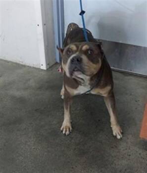 FELICITY -  American Staffordshire Terrier Dog for Adoption in Fort Lauderdale, Florida - FELICITY | PetCurious