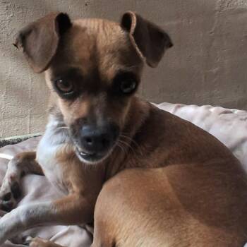 Chihuahua and Mixed Breed Dogs Available for Adoption - Josephine | PetCurious