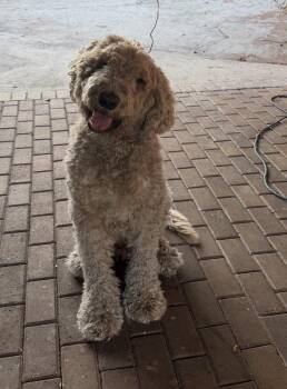 Caramelo -  Labradoodle Dog for Adoption in Lakeland, Florida - Caramelo | PetCurious