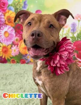Mixed Breed Dogs Available for Adoption in Flint, Michigan - Chiclette | PetCurious