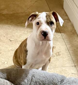 American Bulldog Dogs Available for Adoption - CC Cute Puppy Girl | PetCurious