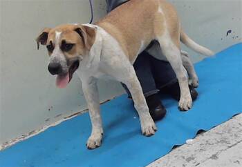 German Shepherd Dog and Mixed Breed Dogs Available for Adoption in Houston, Texas - POPS | PetCurious