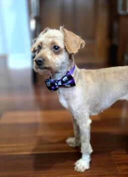 Twirl -  Poodle Dog for Adoption in Severance, Colorado - Twirl | PetCurious
