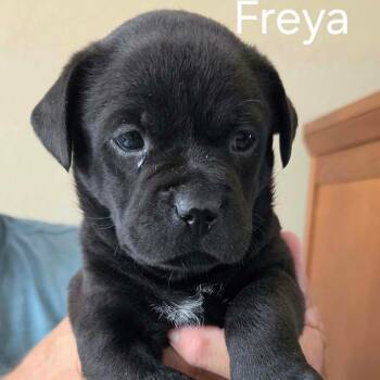 Freya -  Shepherd and Pit Bull Terrier Dog for Adoption in Wadena, Minnesota - Freya | PetCurious