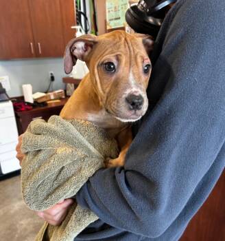 Pit Bull Terrier Dogs Available for Adoption in Gautier, Mississippi - Captain America | PetCurious
