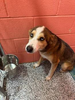 Porter -  Husky and Border Collie Dog for Adoption in Little Elm, Texas - Porter | PetCurious