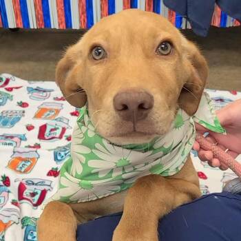 Labrador Retriever Dogs Available for Adoption in Woolwich, Maine - Peter | PetCurious