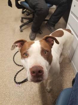 Pit Bull Terrier and Mixed Breed Dogs Available for Adoption in Albuquerque, New Mexico - TOAST | PetCurious
