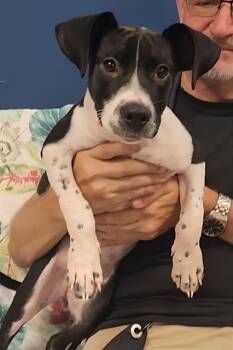 HOLMES -  American Bulldog Dog for Adoption in Brunswick, Georgia - HOLMES | PetCurious