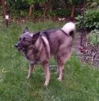 Rescue Norwegian Elkhound Dogs for Adoption in White Oak, Pennsylvania - Shadow | PetCurious
