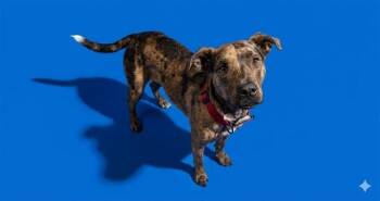 BRIAN BARLEY -  Mixed Breed Dog for Adoption in Jacksonville, Florida - BRIAN BARLEY | PetCurious