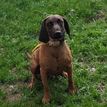 Ruger -  Ibizan Hound Dog for Adoption in Idaho Falls, Idaho - Ruger | PetCurious