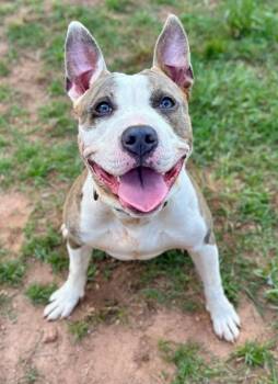 BECKETT -  American Staffordshire Terrier and Mixed Breed Dog Available for Adoption in York, South Carolina - BECKETT | PetCurious