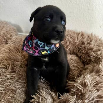 Au Gratin -  German Shepherd Dog Dog for Adoption in Austin, Texas - Au Gratin | PetCurious