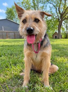 Bella Sunday Stroll -  Australian Terrier and Yorkshire Terrier Dog for Adoption in Friendswood, Texas - Bella Sunday Stroll | PetCurious