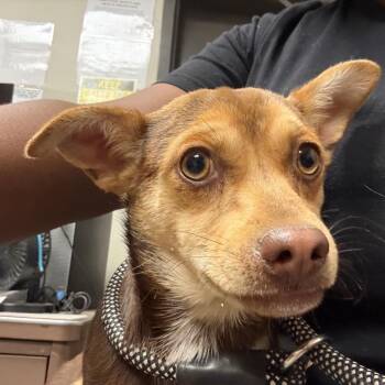Chihuahua and Mixed Breed Dogs Available for Adoption in Yuma, Arizona - Bandit | PetCurious