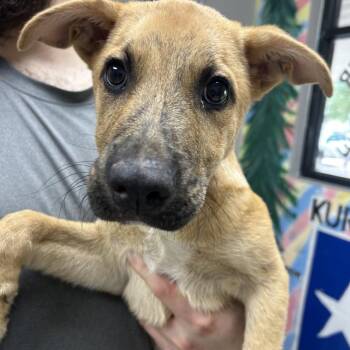 Cozmo -  Labrador Retriever Dog for Adoption in Lufkin, Texas - Cozmo | PetCurious