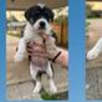 Shepherd and Mixed Breed Dogs Available for Adoption in Tampa, Florida - Acer | PetCurious