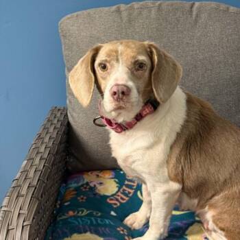 Queens -  Beagle Dog for Adoption in Sunderland, Maryland - Queens | PetCurious