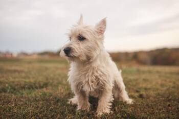 Rescue West Highland White Terrier Westie Dogs for Adoption in Gradyville, Kentucky - Ridoc | PetCurious