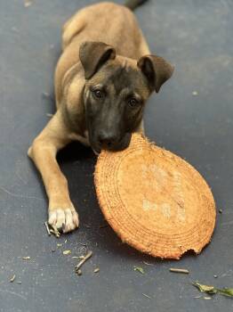 Rescue Shepherd and Terrier Dogs for Adoption in Greenville, South Carolina - ButterNUT - PLEASE READ ALL INFORMATION | PetCurious