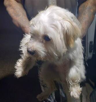 Maltese and Shih Tzu Dogs Available for Adoption - KANE | PetCurious