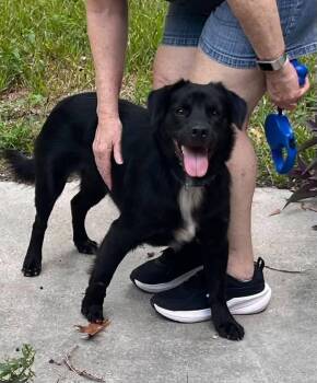 Sadie (AVAILABLE 10/12) -  Mixed Breed Dog for Adoption in Leverett, Massachusetts - Sadie (AVAILABLE 10/12) | PetCurious