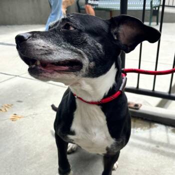 Layla -  Pit Bull Terrier and Mixed Breed Dog for Adoption in Chicago, Illinois - Layla | PetCurious
