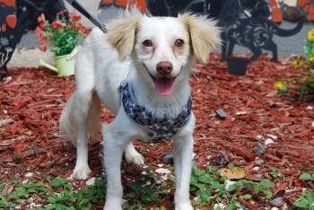 Chihuahua Dogs Available for Adoption in Miami, Florida - YUKI | PetCurious