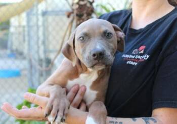 Retriever and Mixed Breed Dogs Available for Adoption in Brunswick, Georgia - Kraut Dog | PetCurious