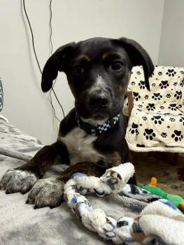 German Shepherd Dog and Terrier Dogs Available for Adoption - Pringles The Mixed Breed Puppy! | PetCurious