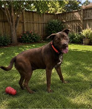 Choco -  Labrador Retriever and Terrier Dog for Adoption in Euless, Texas - Choco | PetCurious
