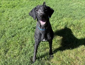 Hank -  Standard Poodle Dog for Adoption in Columbus, Indiana - Hank | PetCurious