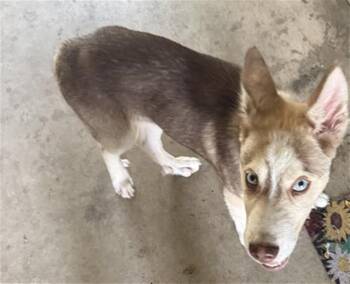 RAICHU -  Husky Dog for Adoption in San Antonio, Texas - RAICHU | PetCurious