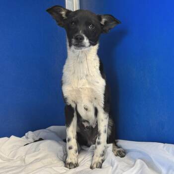 Mixed Breed Dogs Available for Adoption in Las Cruces, New Mexico - 106492 | PetCurious