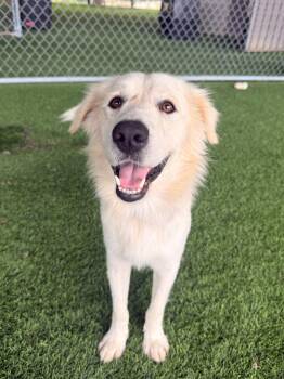 Acia -  Labrador Retriever Dog for Adoption in New York, New York - Acia | PetCurious