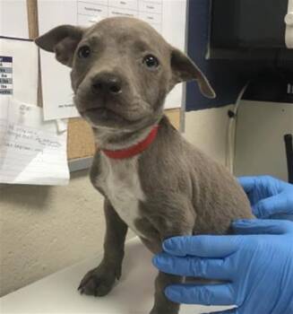 PIPPA -  Pit Bull Terrier Dog for Adoption in Conroe, Texas - PIPPA | PetCurious