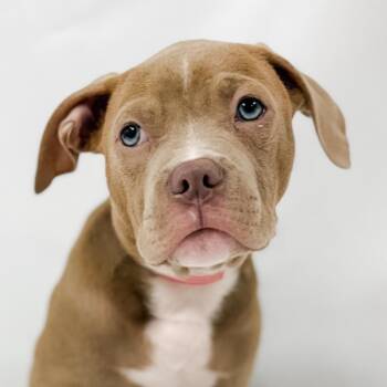 956 (2026) Lora -  Pit Bull Terrier and Mixed Breed Dog for Adoption in Parker, Colorado - 956 (2026) Lora | PetCurious